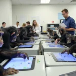 Chimpanzees Perform Better at Complex Tasks When Observed by Humans